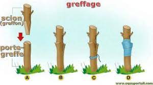 animation "greffage"
